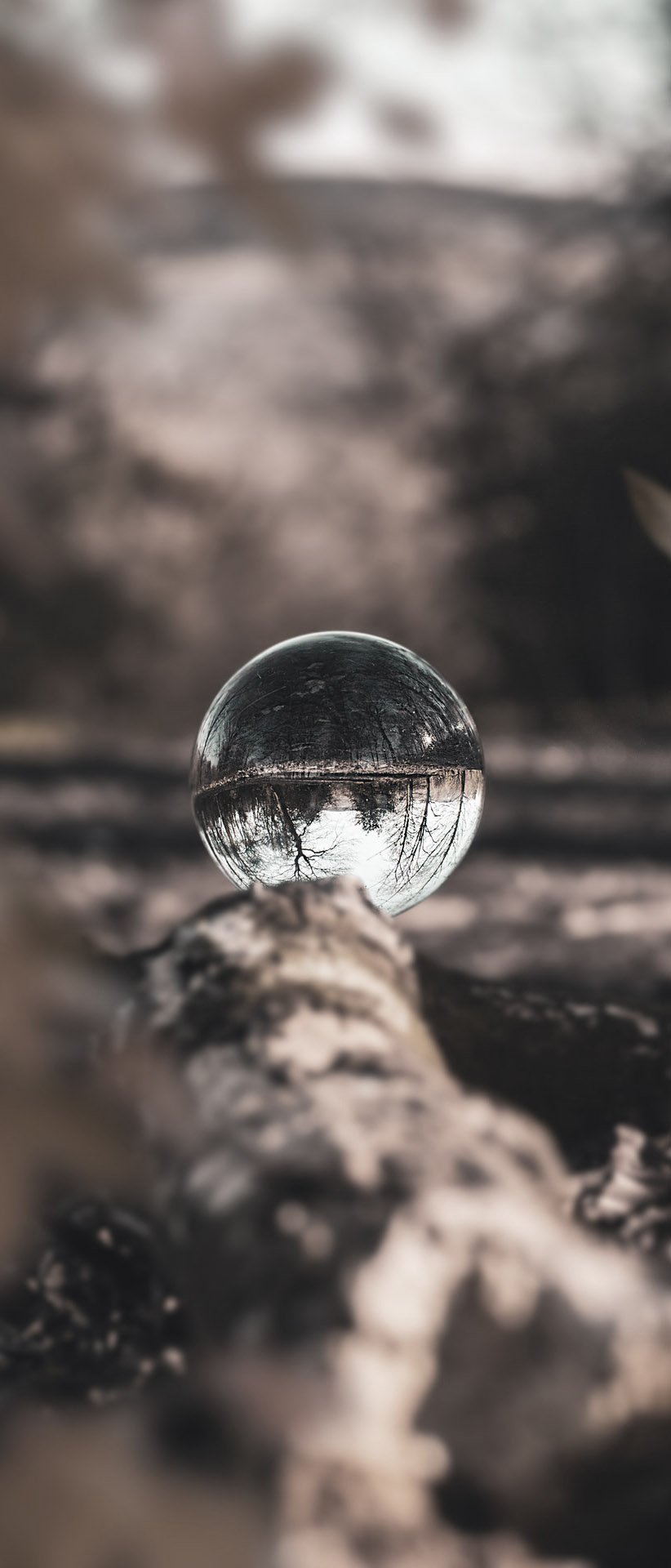Glass sphere in woods
