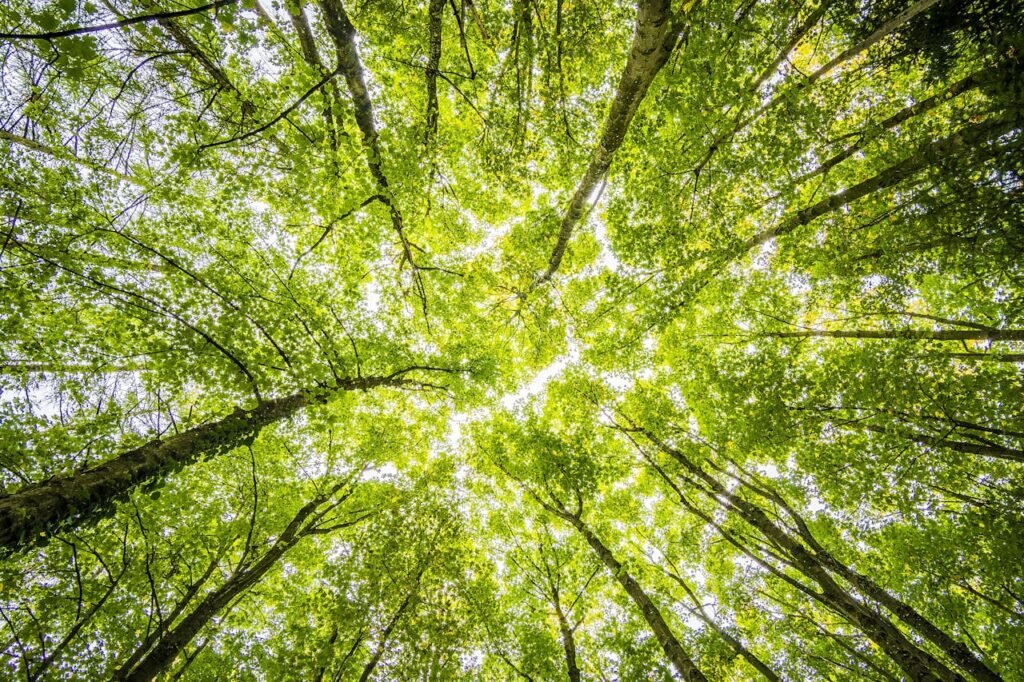 pexels-felixmittermeier-957024 Trees growing together
